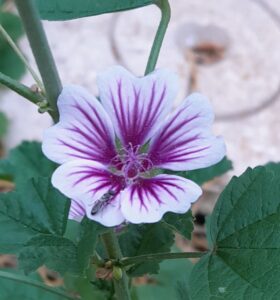 12_Mauve blanche