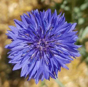 1_Bleuet