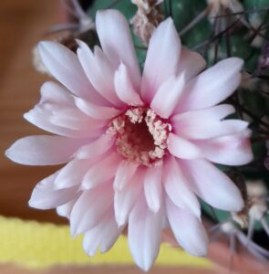 2_Cactus fleur