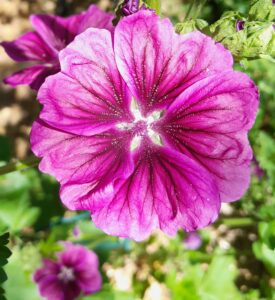 4_Mauve violette