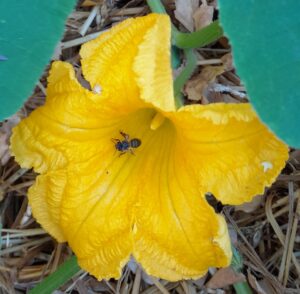 5_Fleur de courge avec insecte