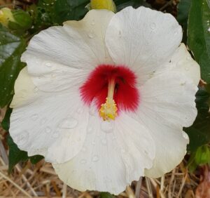 6_Fleur Hibiscus