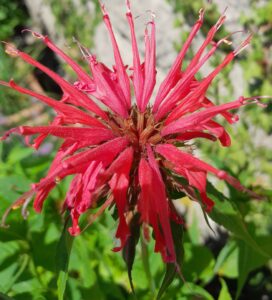 7_Fleur Goldmelisse seule