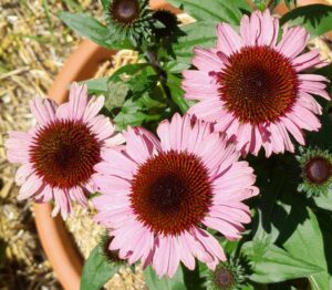 8a_Echinacea