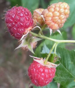 9_Framboises