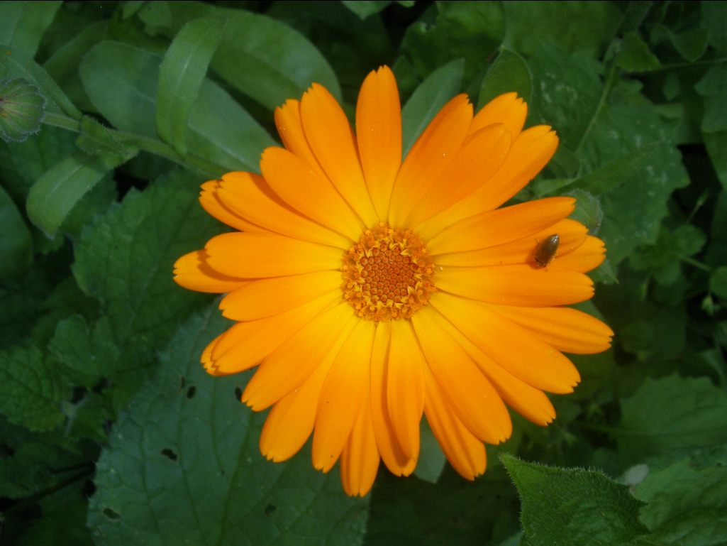 Calendula Murist