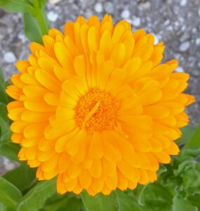 Fleur Calendula seule