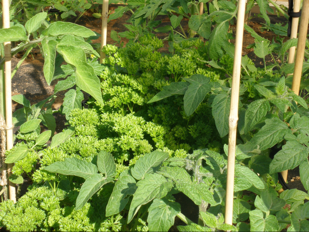 Persil et Tomates