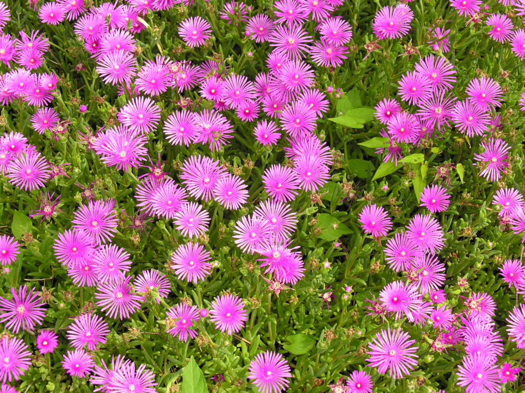 Lampranthus spectabilis Ponte Italie