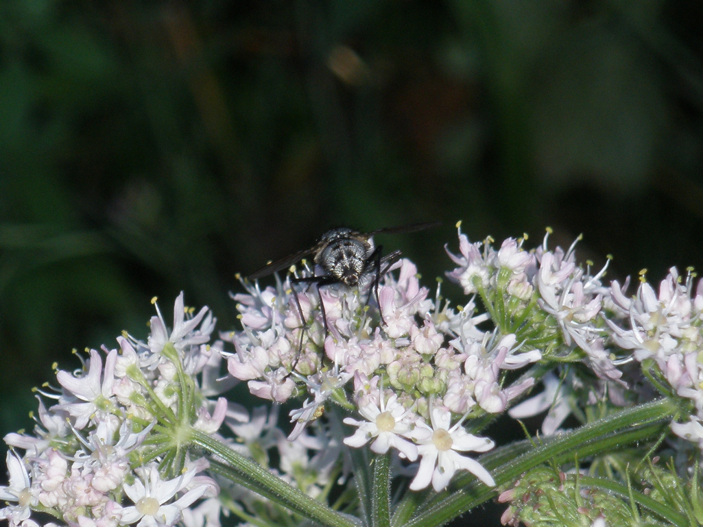 Mouche à fleurs